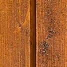 Hasselnøtt thumbnail